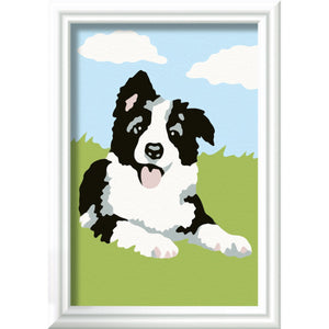 Ravensburger Creart schilderen op nummer border  collie